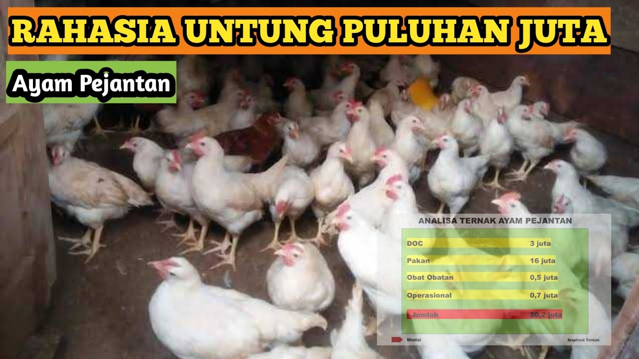 Analisa Modal dan Keuntungan 1000 Ekor Ayam Pejantan