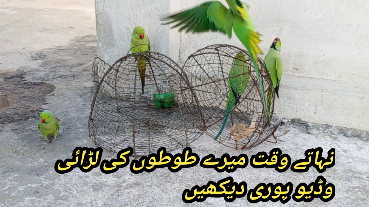 وڈیو پوری دیکھیں مزہ آئیگا 