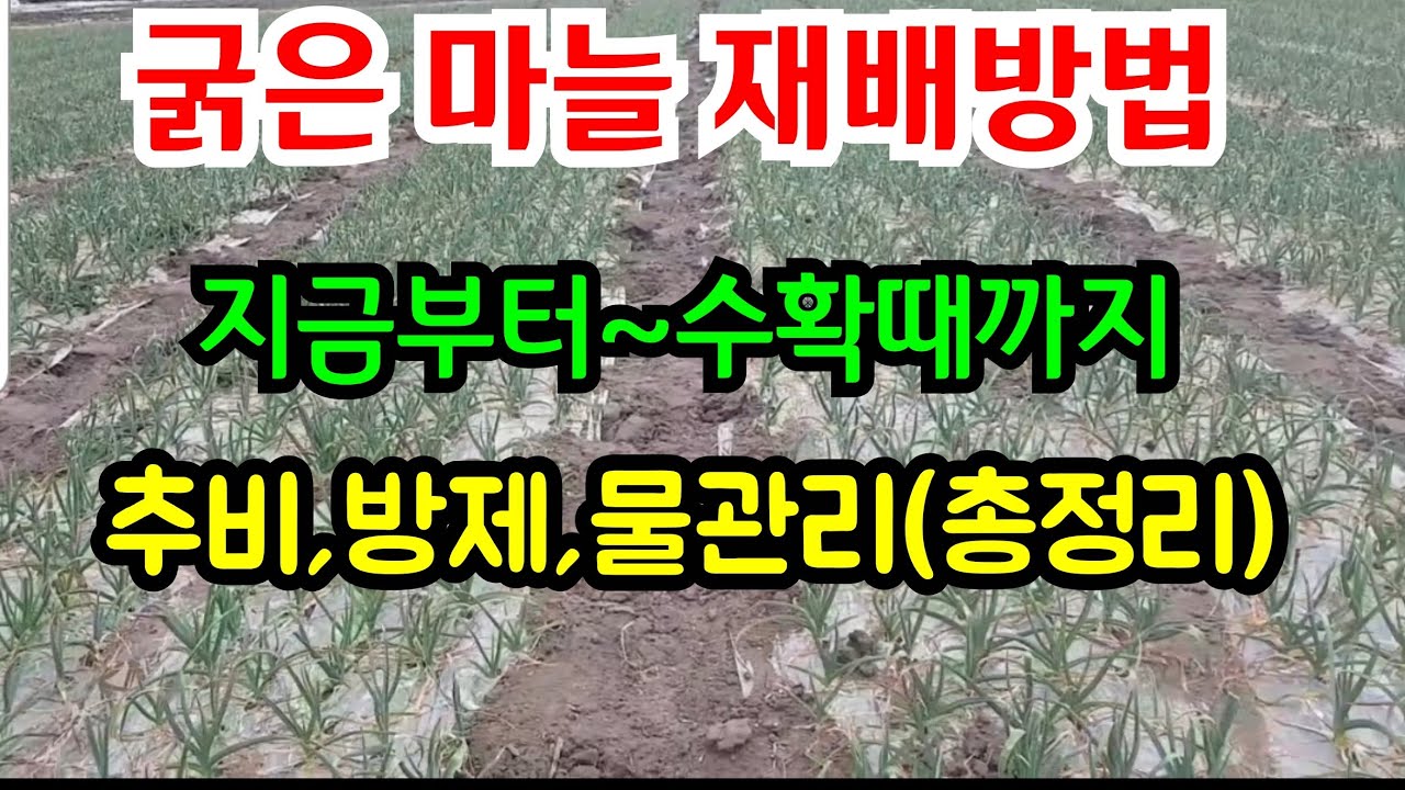 마늘 3월 4월 5월이렇게 하면 굵고 단단해집니다 (핵심 노하우) 마늘 굵게 키우는 방법