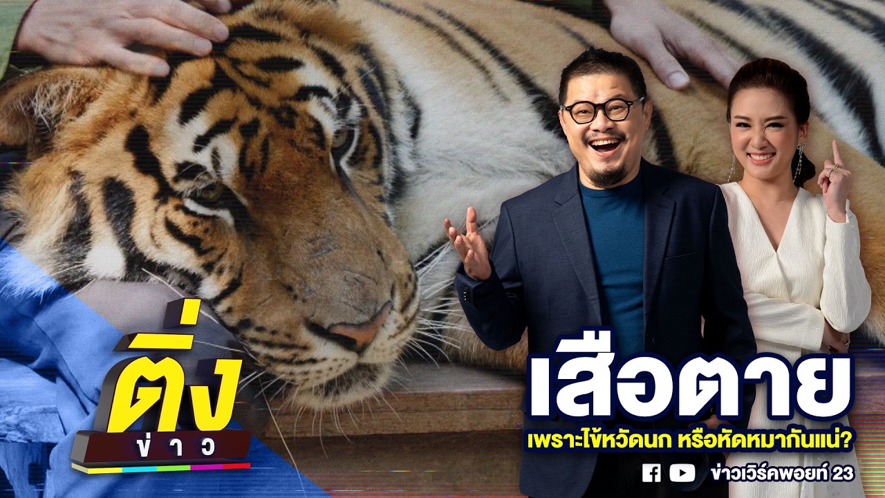 เสือตาย เพราะไข้หวัดนก หรือหัดหมากันแน่? | ติ่งข่าว | วันที่ 25 ก.พ. 69