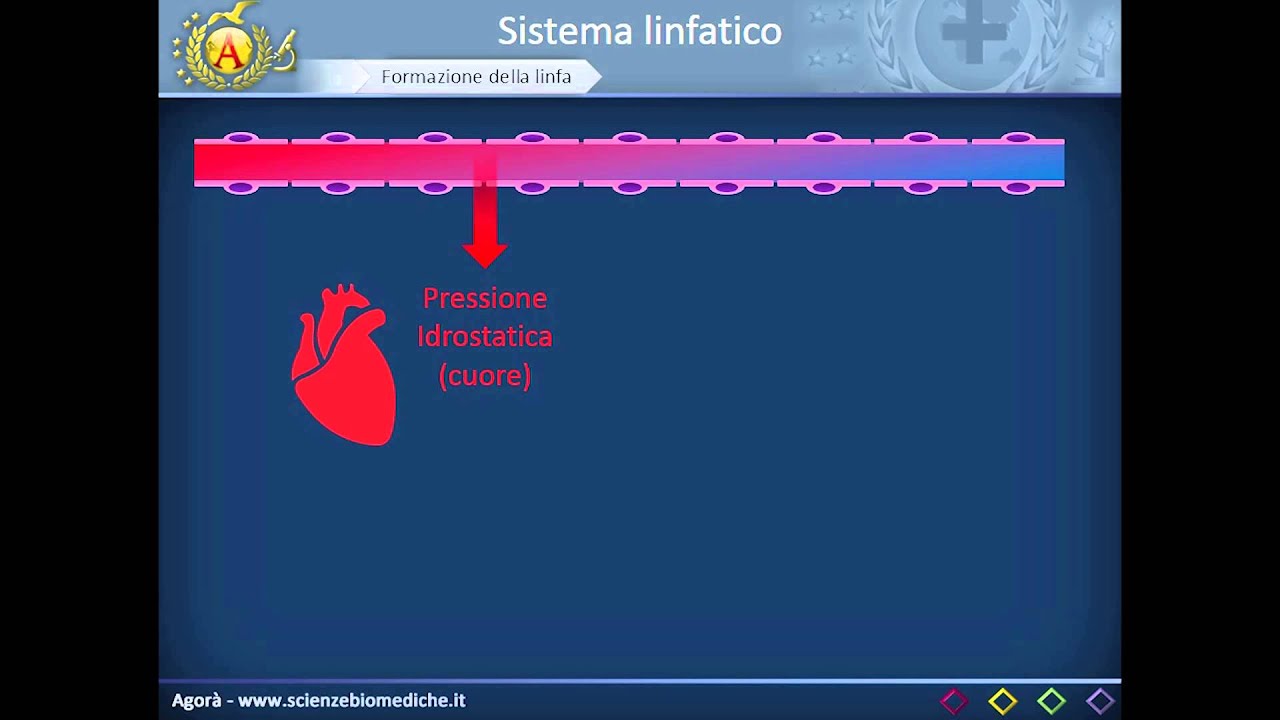 Apparato cardiocircolatorio 31: Vasi linfatici