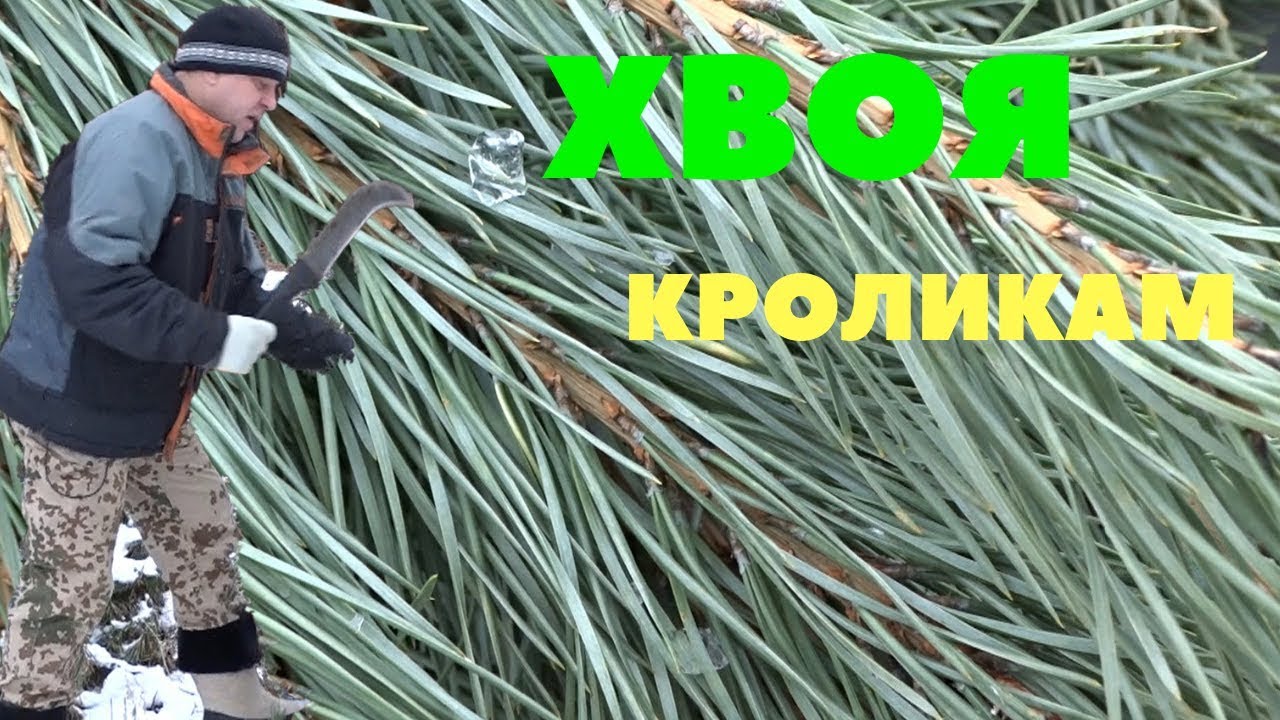 Инструкция по заготовке и применению хвои для кроликов