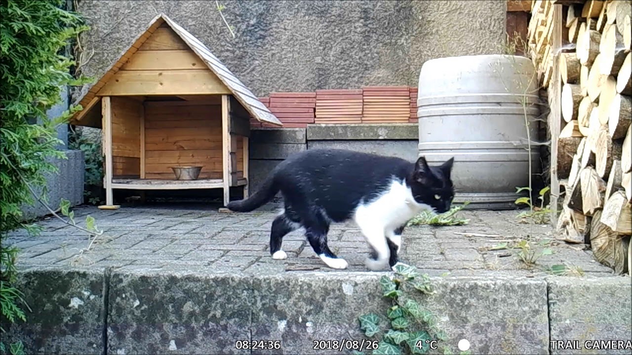 Fremder Kater markiert das Futterhaus!!! Wildkamera