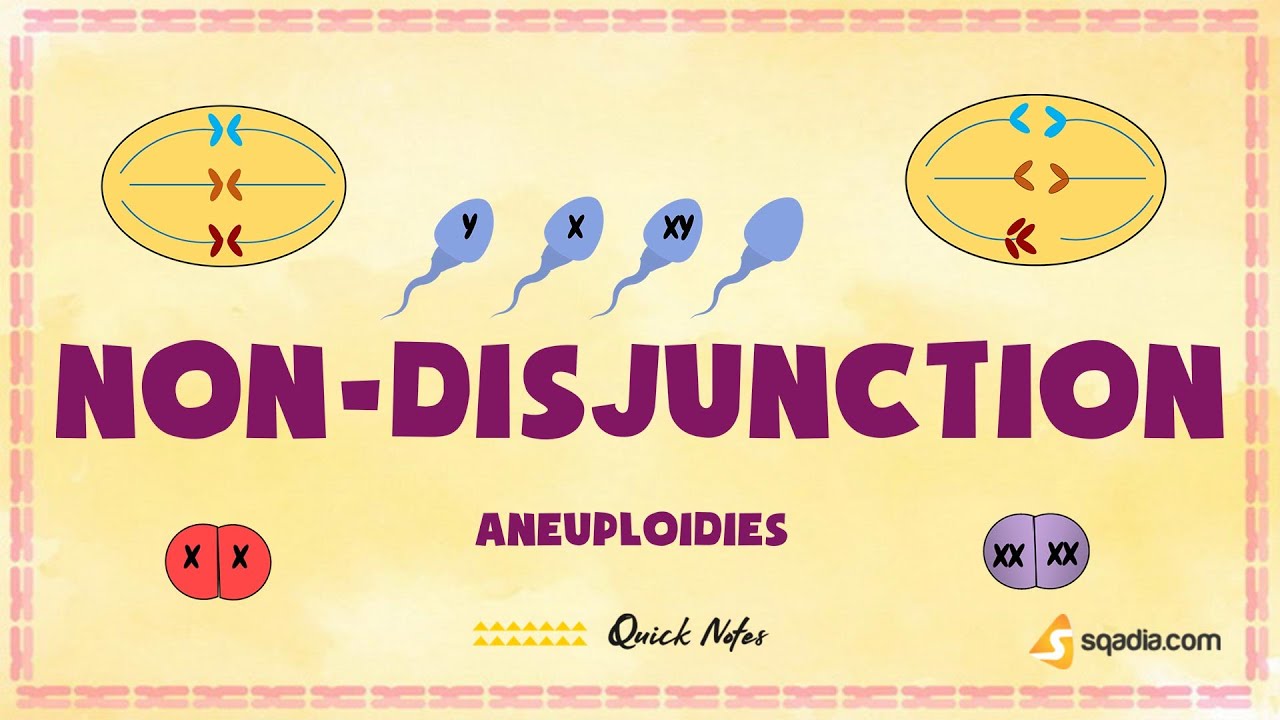 Aneuploidies | Non-Disjunction | Basic Genetics Concepts