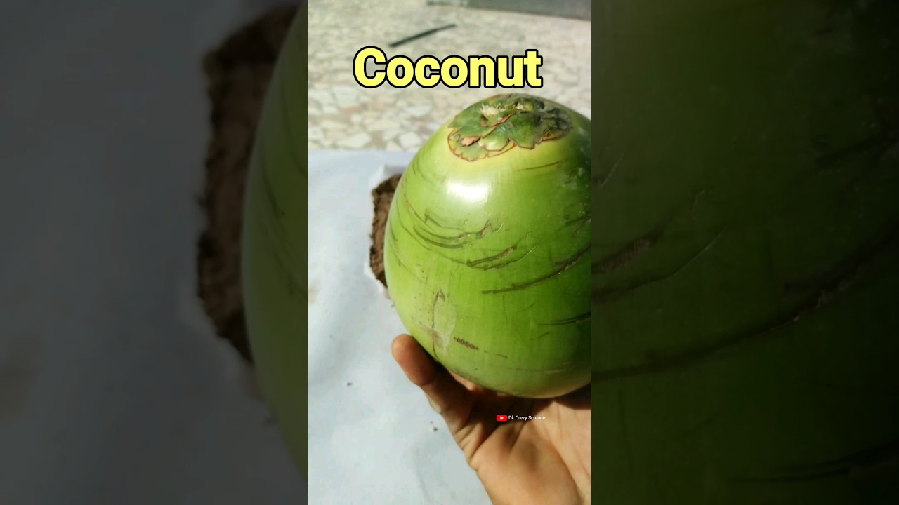 Coconut water will grow seeds? 🤔 #shorts #dkcrezyscience
