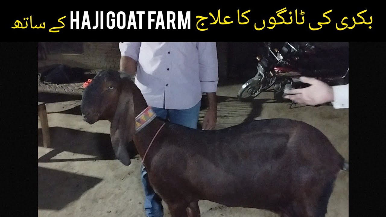 Bakri ki tango ka ilaj || The Family Pets || Faisalabad