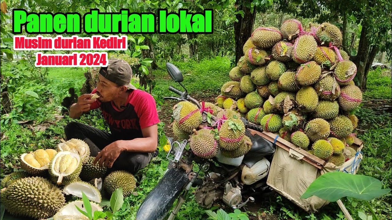 Panen durian lokal langsung santab di kebun