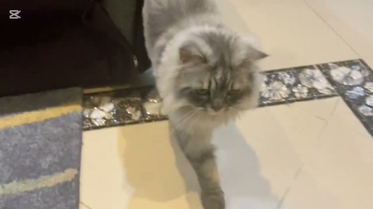Kitty doing stuff
