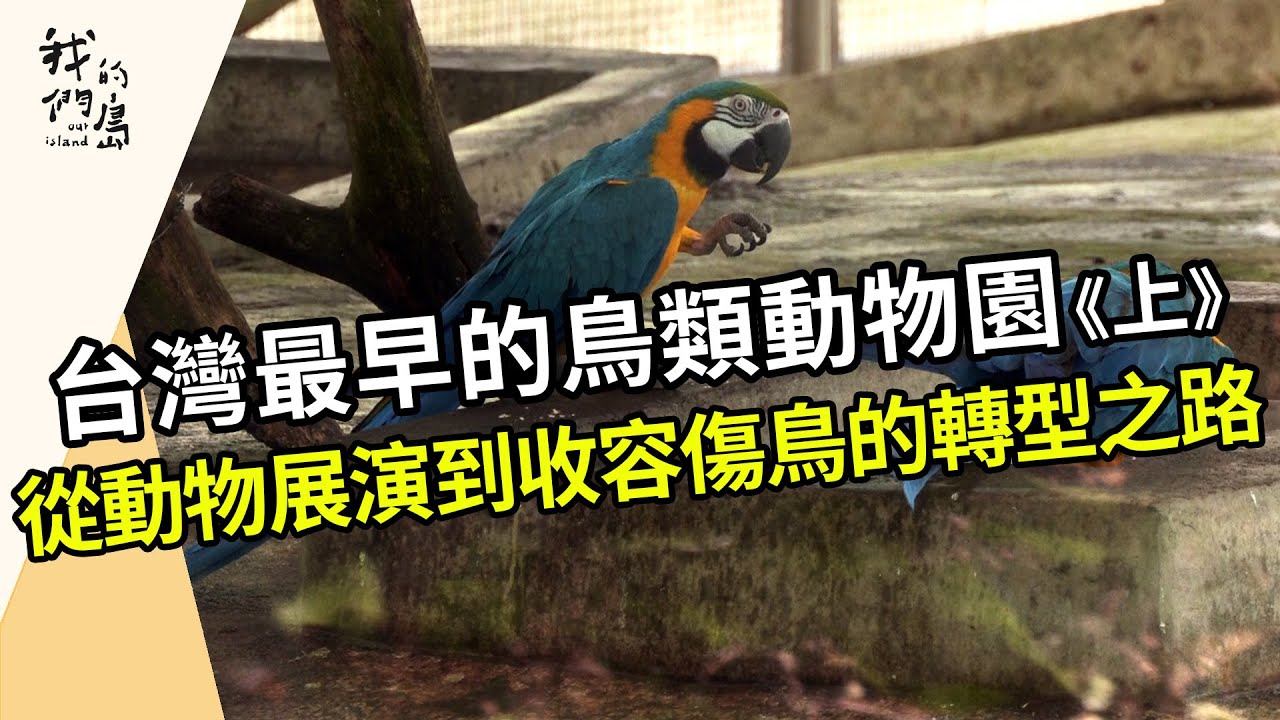 不一樣的生態鳥園《上》｜讓傷鳥可以安心的家(我們的島第1215集 2023-07-31)