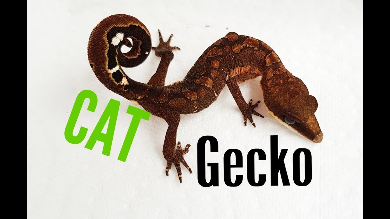 Aeluroscalabotes felinus | CAT GECKO