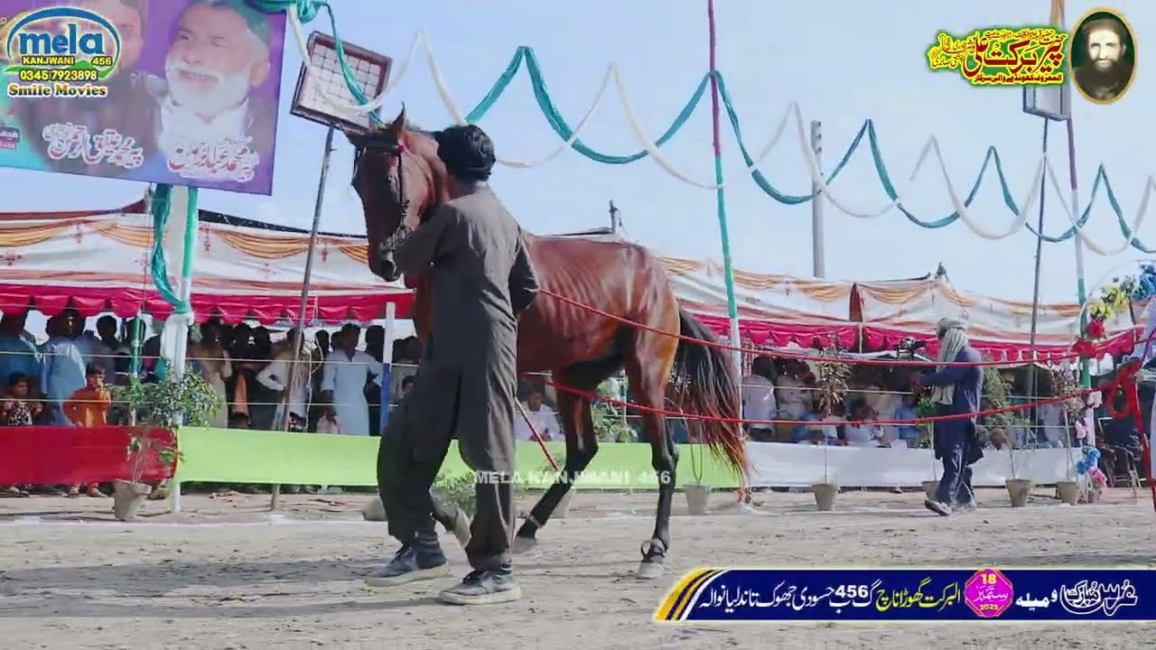 Подборка ритмов танца лошади, часть 11, Mela kanjwani 456 | Tandlianwala | Faisal Abad | jhang | ...