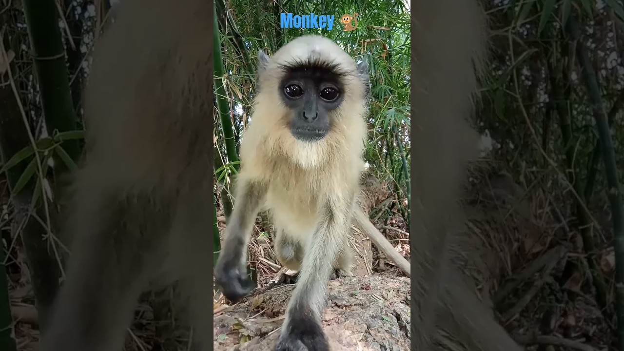 Monkey jumping on the tree 🌴! monkey cute reaction//