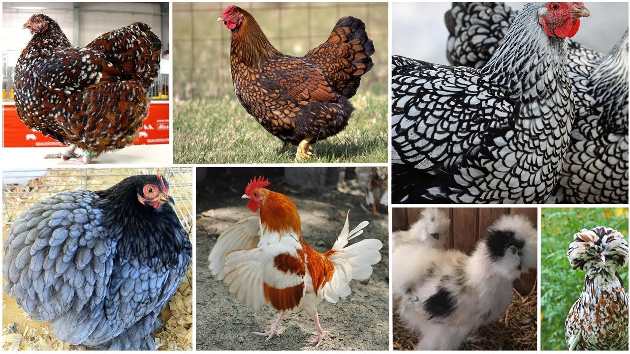 TOP 10: AS MAIS INCRÍVEIS CORES DE GALINHAS! // MOST AWESOME CHICKEN COLORS!