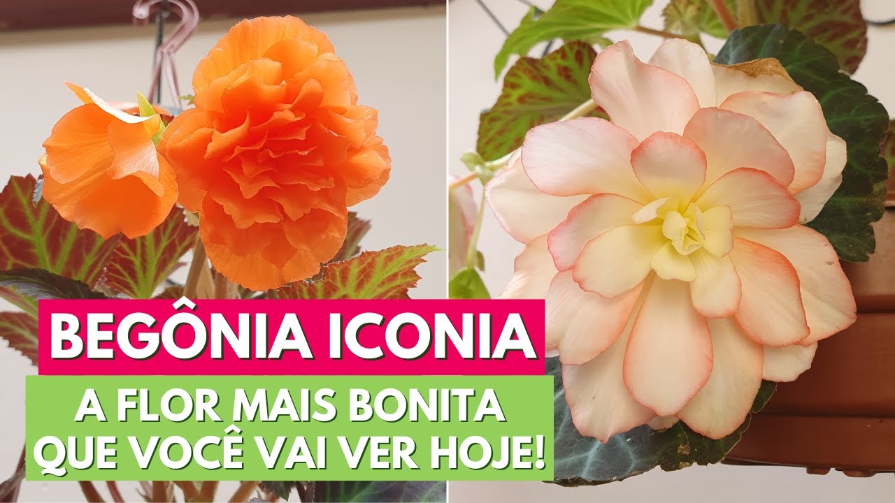 FLORES INCRÍVEIS! COMO CUIDAR DE BEGÔNIA ICONIA! DICAS DE CULTIVO! CANAL MEU QUINTAL