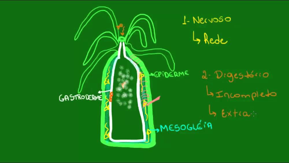 Fisiologia dos cnidários - Zoologia - Biologia