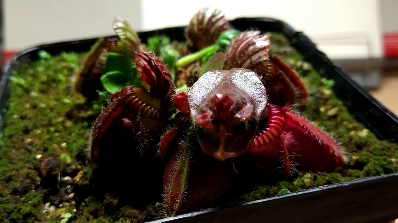 Karnivoren TALK| Alles wichtige &uuml;ber den Cephalotus Follicularis| Planticore