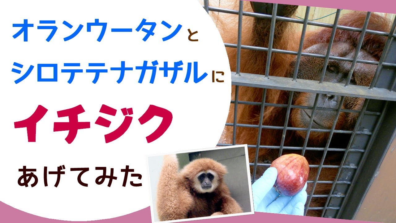 【福岡市動物園】オランウータンとシロテテナガザルにイチジクあげてみた！