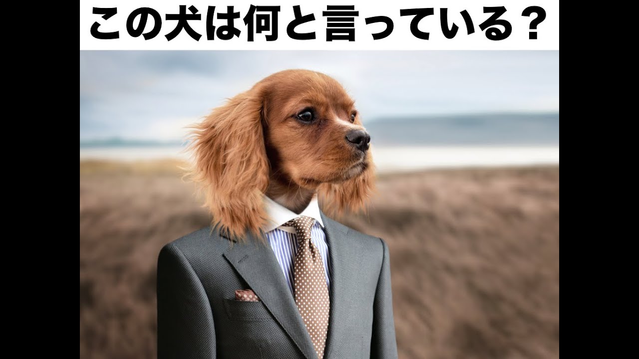 【日本唯一!?】驚異の犬縛り！犬大喜利対決で珍回答！