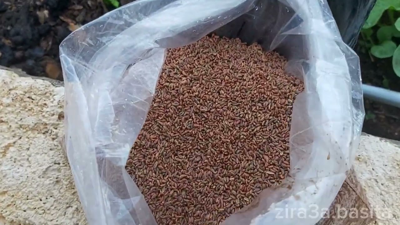 زراعة البقدونس