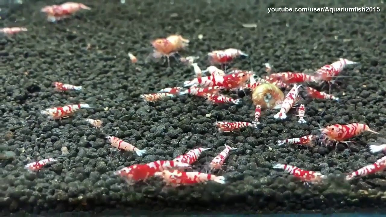 Galaxy Pinto Shrimp