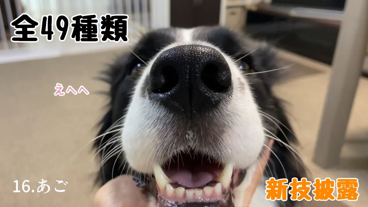 本当に賢いの？ボーダーコリーとコマンド遊びしたらぐたぐだで面白かったw