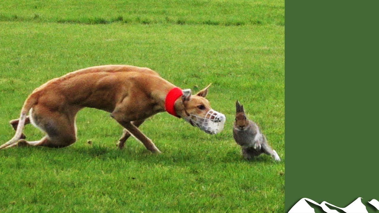 How Coursing Helps Hares