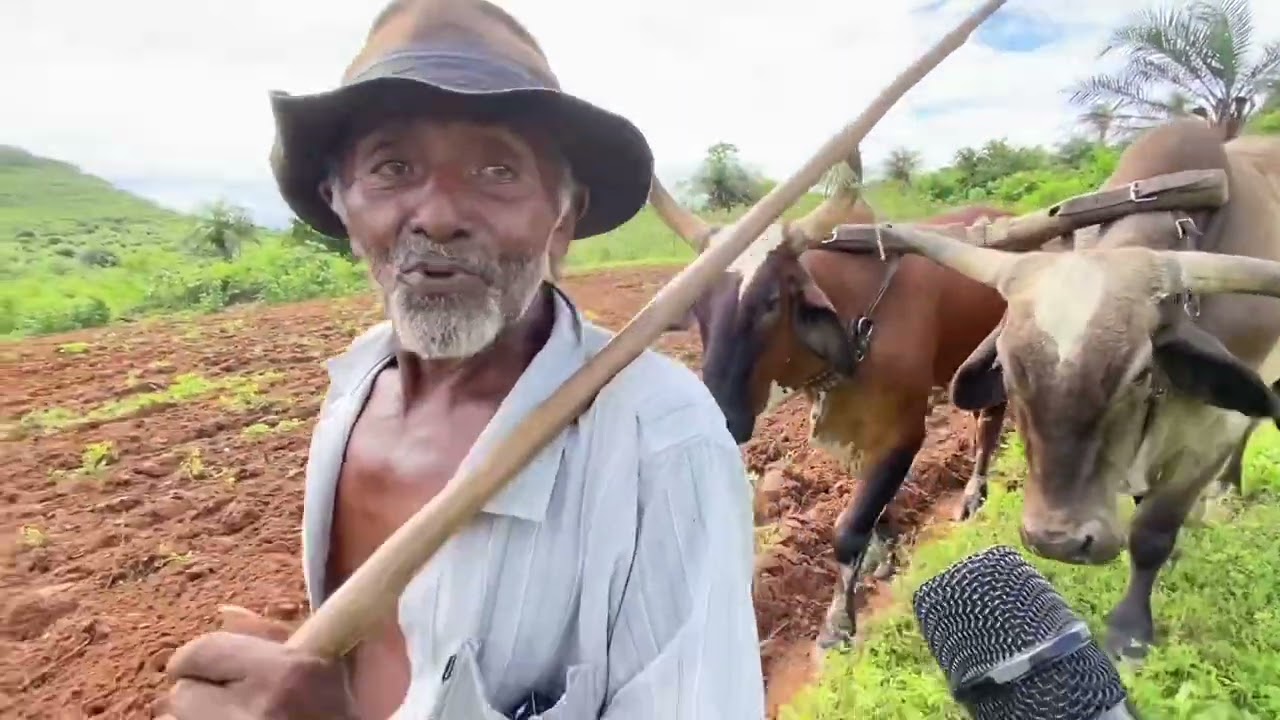 Zé preto trabalhando na roça olho d’Água das flores - AL 27 - 06 - 2023 #nordeste