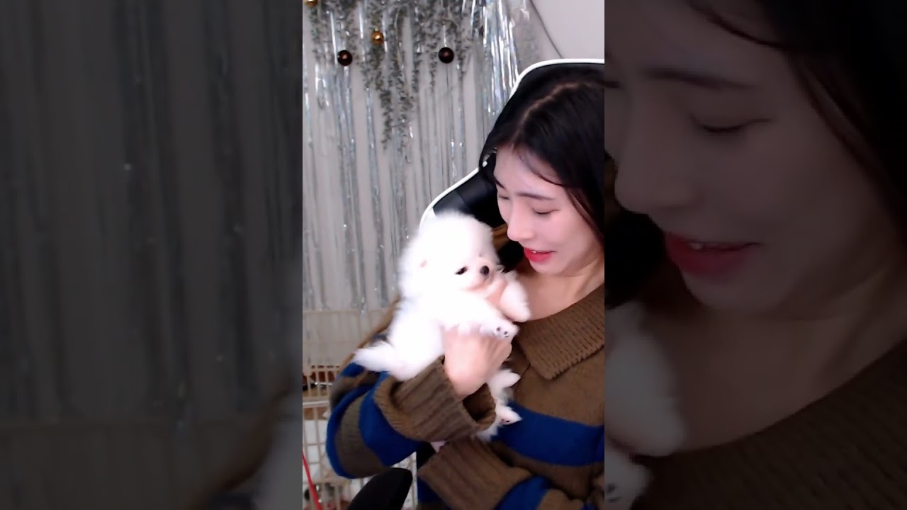 잠오는 아기강아지 하품 (쩨리)