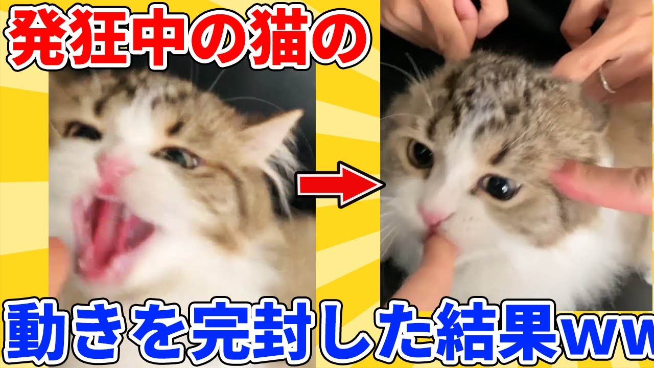 【2ch動物スレ総集編】シャーしてるヌコを全方向から包囲→完全に固定した結果ｗｗｗｗｗ