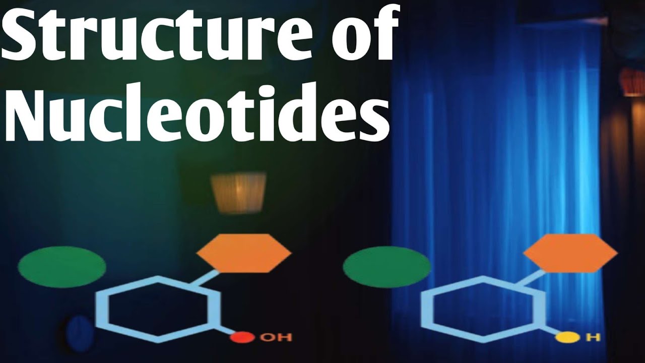Part 01 Formation of nucleotides 