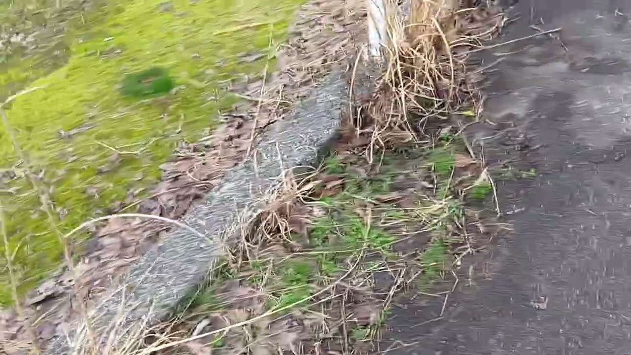 エレン・ケイ　児童世紀