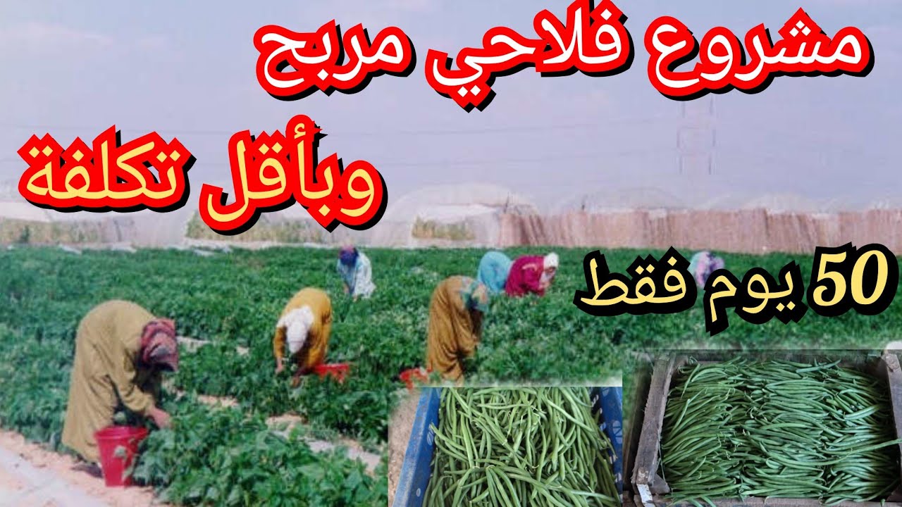 مشروع يحقق أرباح كبيرةوبرأسمال صغير وغير مكلف (اللوبيا)