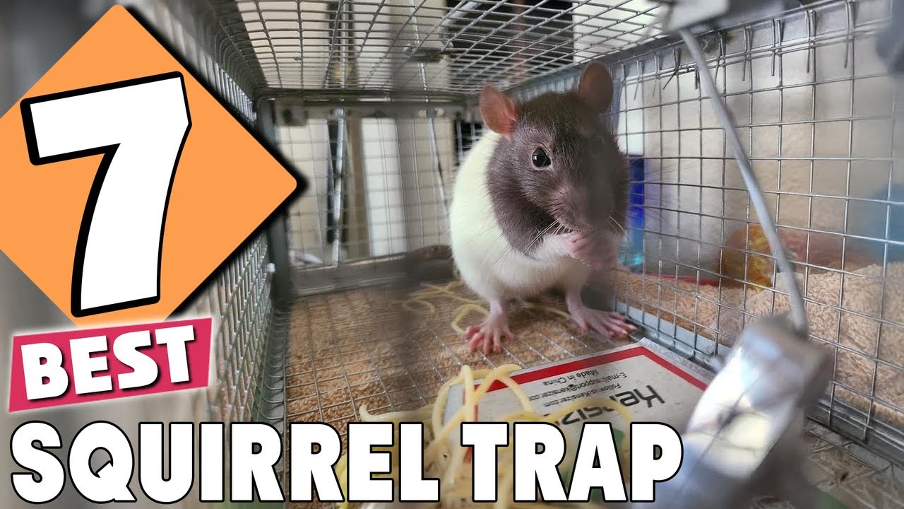 7 Best Squirrel Traps: Expert Reviews & Top Picks