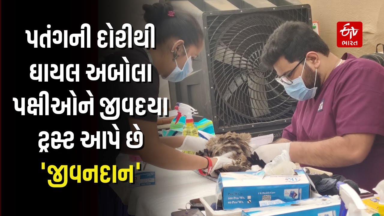 Uttarayan 2026: પતંગની દોરીથી ઘાયલ અબોલા પક્ષીઓને Jeevdaya Trust આપે છે 'જીવનદાન' | Injured Bird
