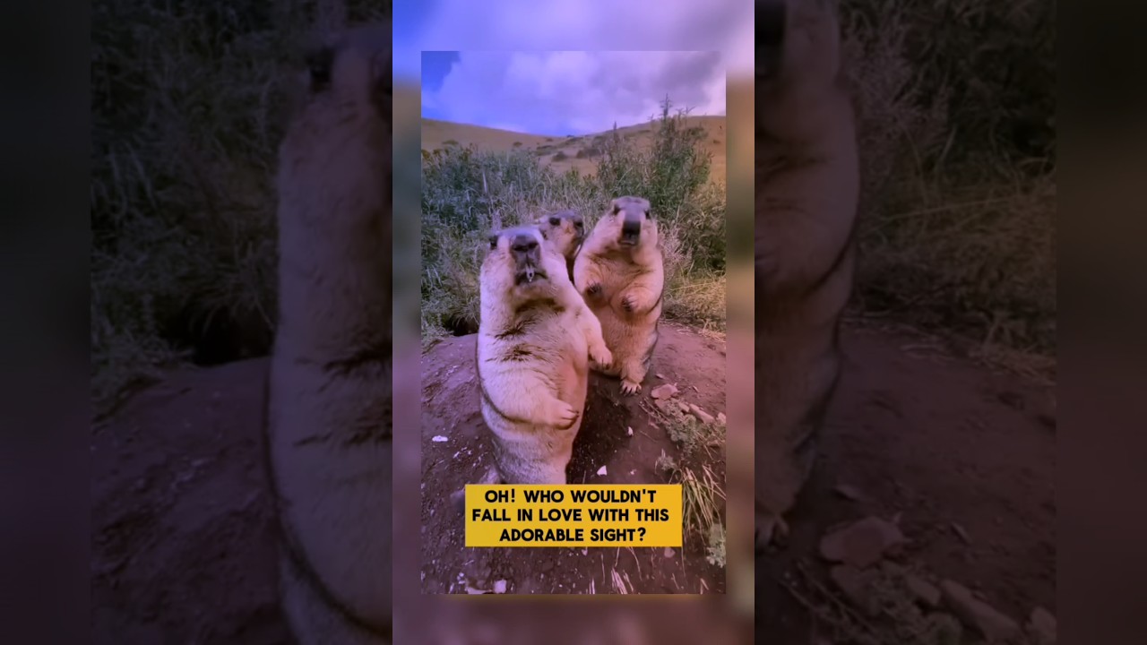 Discovering the Himalayan Marmot: The Unique Mountain Rodent of the Himalayas