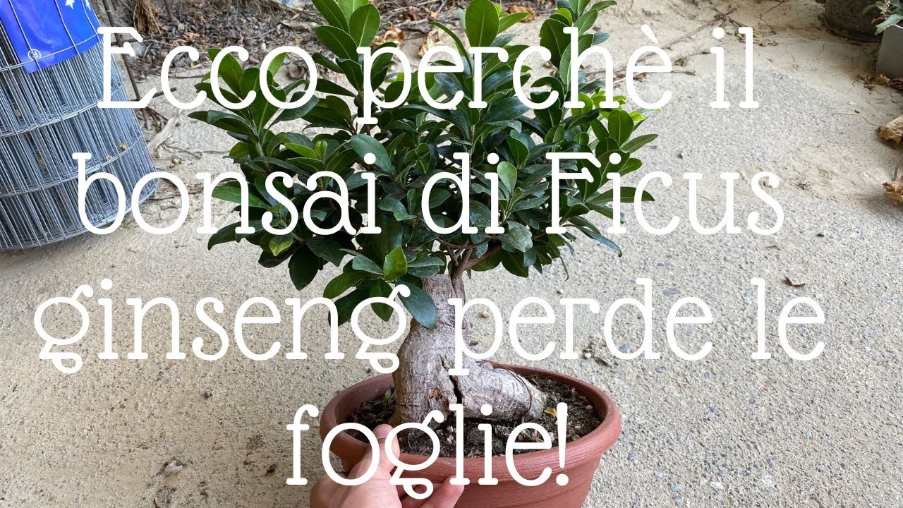 Bonsai di Ficus ginseng PERDE LE FOGLIE: ecco perchè!