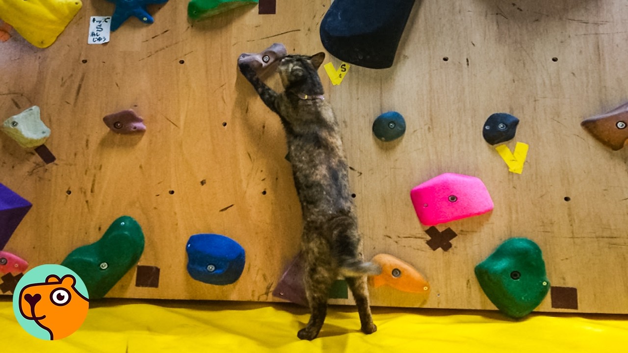 This Cat Runs The Rock Climbing Gym | Cuddle Buddies