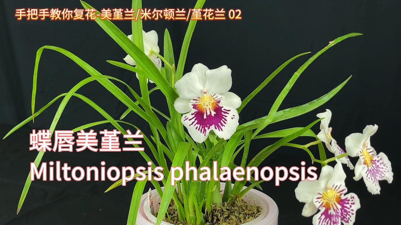 手把手教你复花-美堇兰/米尔顿兰/堇花兰 02  蝶唇美堇兰Miltoniopsis phalaenopsis