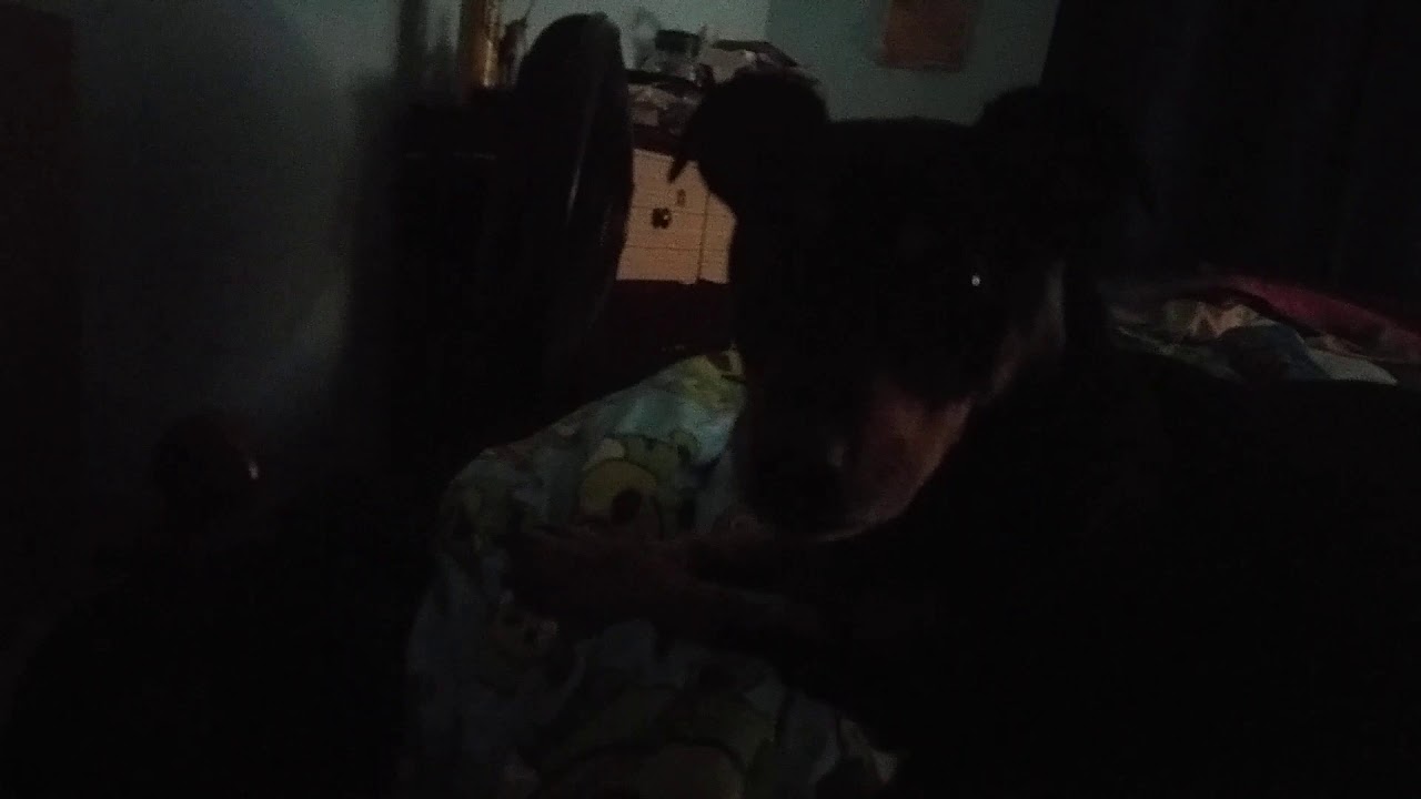 WORLD'S LARGEST DACHSHUND EVER!!!!!