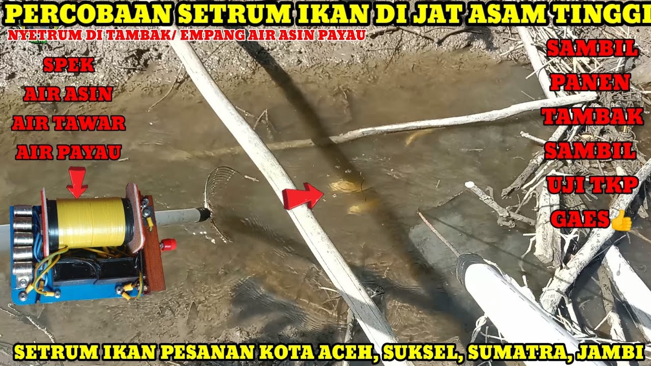 PERCOBAAN SETRUM IKAN PRIMER DI AIR TAMBAK AIR PAYAU JAT ASAM TINGGI TRNYATA JOSS