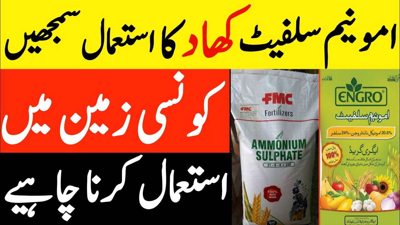 امونیم سلفیٹ کھاد کیا ہے اور اسکا سہی استعمال سمجھیں | Ammonium Sulphate fertilizers in Pakistan