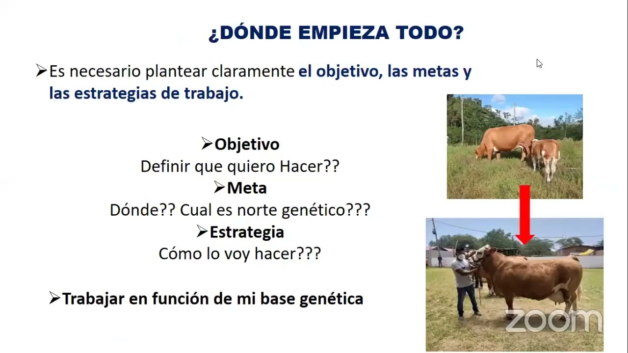𝐂𝐔𝐑𝐒𝐎: MEJORAMIENTO GENETICO EN GANADO VACUNO