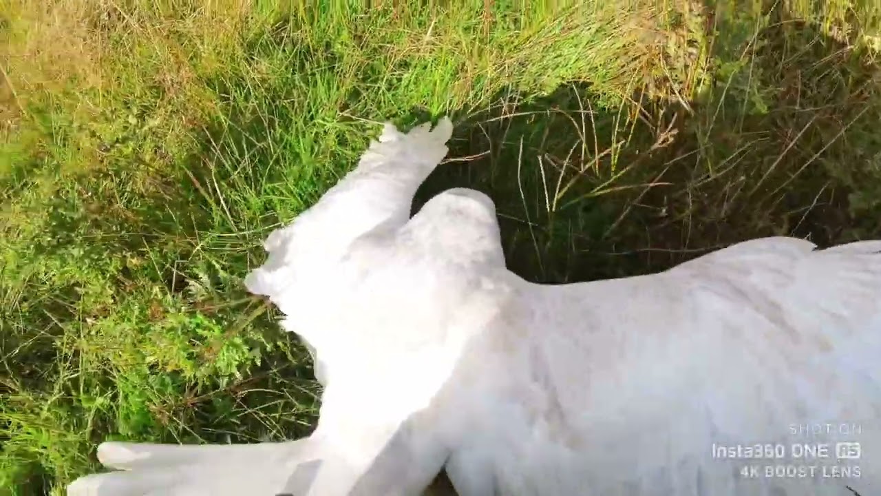 The Witch - early season rabbits