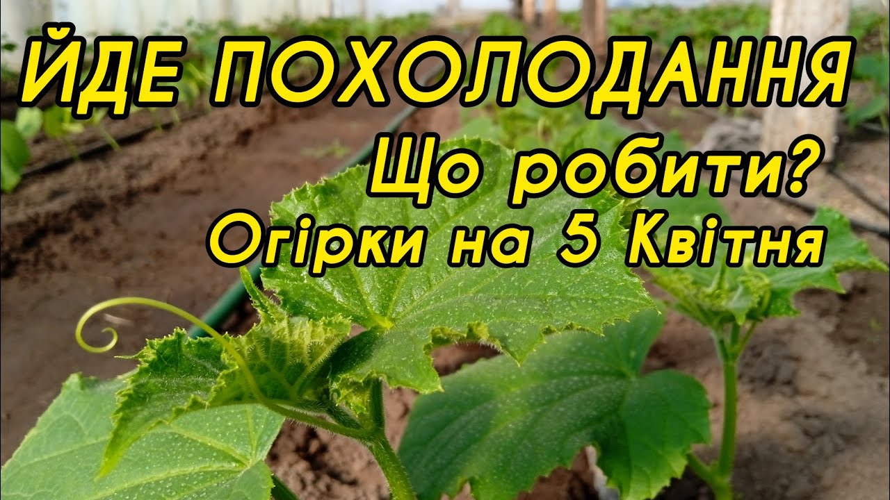 Антистрес для огірків 