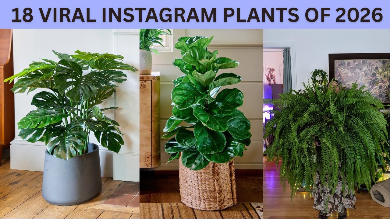 18 Most Instagrammable Plants of 2026 | Trending Houseplants This Year