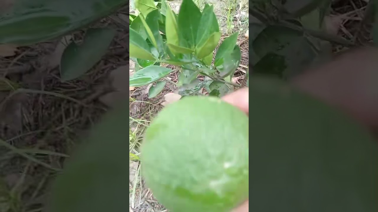 Meu quintal 