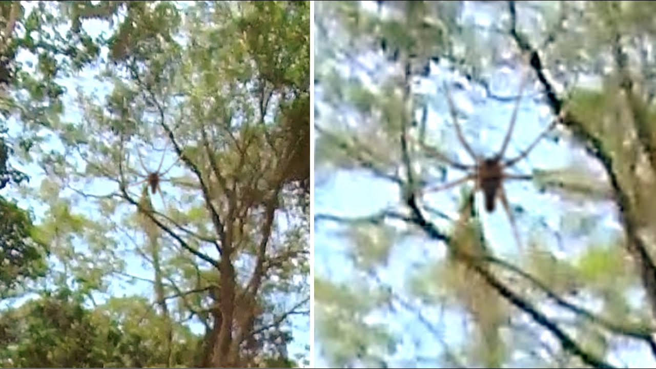 This Explorer Just Released The Clearest Images Of A Giant Spider Found In The Congo Jungle