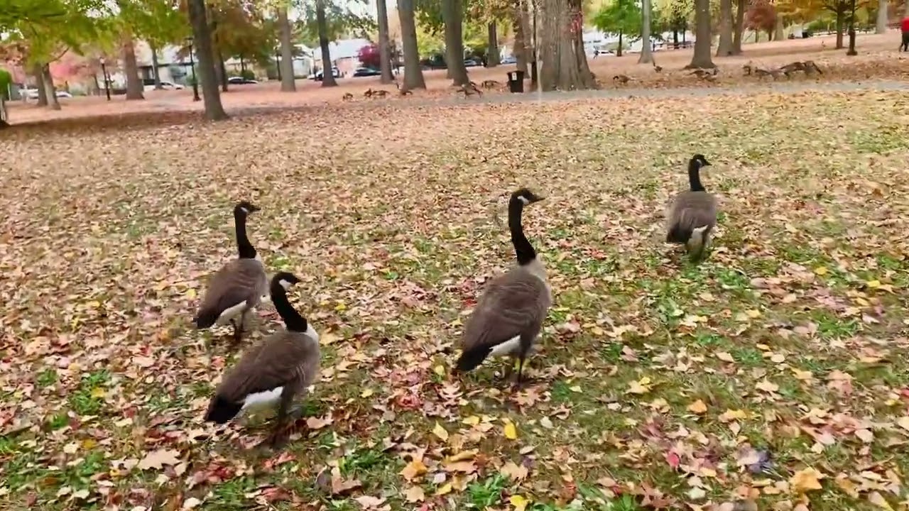Autumn Fall Nature Walk in the park New York city 