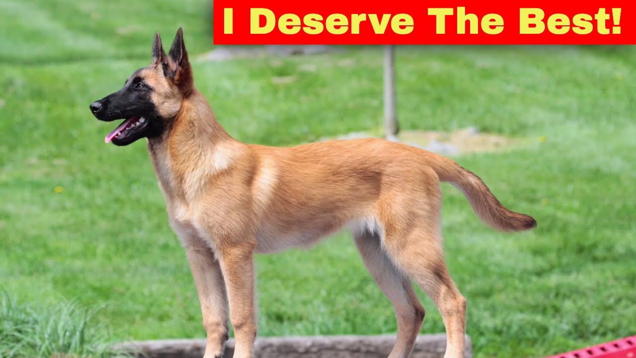 Good vs Not So Good Dog Trainers