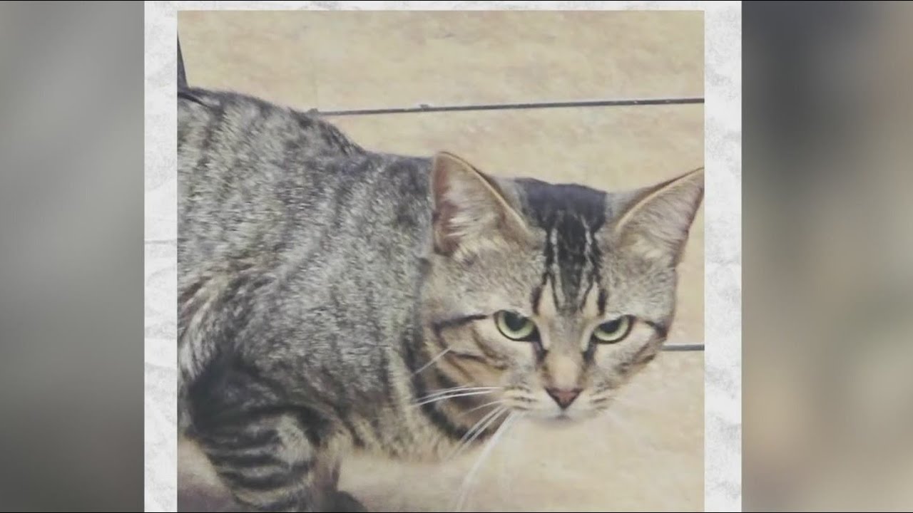 Justice sought for bodega cat killed by pit bulls